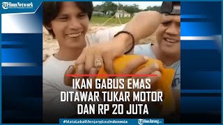 Viral Penemuan Ikan Gabus Emas Ditawar Tukar Motor dan Rp 20 Juta