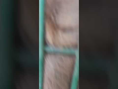 اسد حديقة الحيوانات قلقيليه