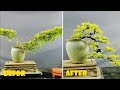 How to bend a bonsai  great bonsai bending skills 219