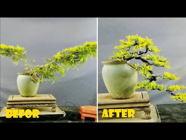 How to bend a bonsai - great bonsai bending skills #219 class=