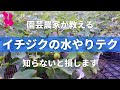 【イチジク】失敗しない水やりのコツ・ポイント園芸農家が教えます！