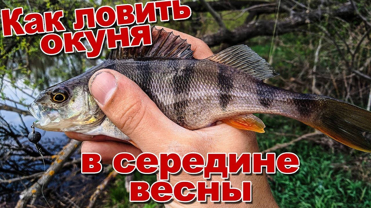 Ерш и окунь различия фото