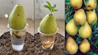 Easy way to grow pear trees from pear fruit | unique tricks and formula |