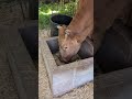 田舎で暮らす牛に癒される日