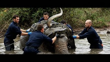 Brave Heroes Save Poor Elephant From Deadly Giant Mutant Python 🐍 | Heart-Touching Jungle Rescue