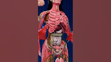 The Power Trio: Pancreas, Liver, and Gallbladder ✨