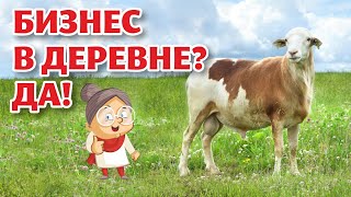 видео: Чем ЗАНИМАТЬСЯ в ДЕРЕВНЕ? Катумские овцы! Одни плюсы и никаких минусов! картинка: Чем ЗАНИМАТЬСЯ в ДЕРЕВНЕ? Катумские овцы! Одни плюсы и никаких минусов!