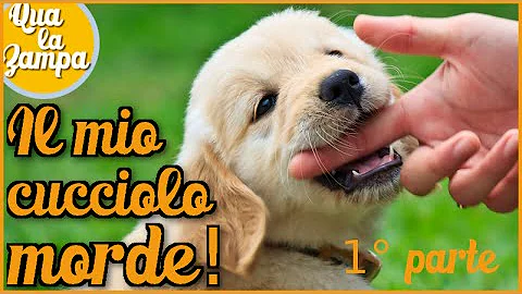 Come insegnare al criceto di non mordere?