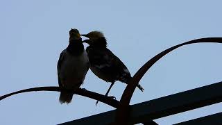 So Lovely Both Birds Singing Loving Nature.