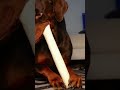 The truth 🤷🏻♀️ #doberman #perfect #cutepet #cutedog #puppy #funnyshorts #funnydogs #love #cute