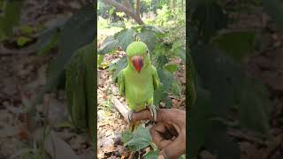 South Indian Talking Parrot 🦜Funny Video 😂 #parrot#south#video#shorts#viral#mummy #papa#talkingparot