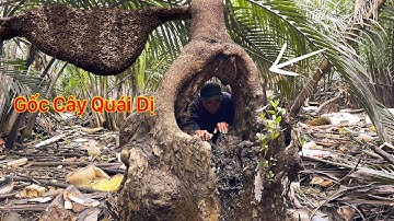 Săn Ong Mật Rừng Phát Hiện Gốc Cây Có Hình Dáng Quái Dị