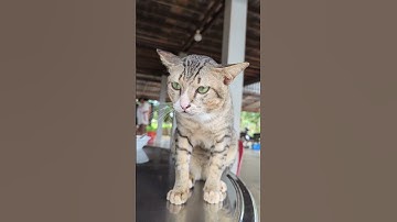 Why Is This Cat So Sad? 💔 #cats#catshorts #cutecat #catvideos