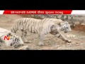 22 per cent rise in tiger population after a century