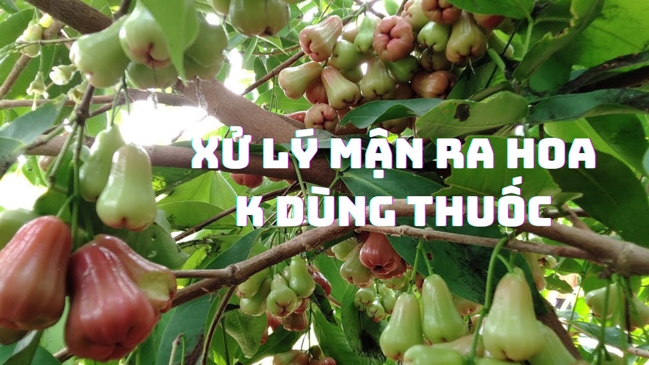 Xử lý mận ra hoa không dùng thuốc @DÂU TÂY - GIỐNG CÂY... - youtube