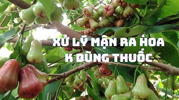 Xử lý mận ra hoa không dùng thuốc @dautay-giongcayanqua7376