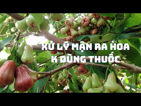 Video Xử lý mận ra hoa không dùng thuốc @DÂU TÂY - GIỐNG CÂY... - youtube