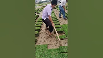 greensward digging process- Good tools and machinery can increase work efficiency