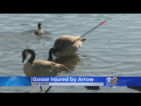 san-dimas-goose-has-arrow-lodged-in-its-neck