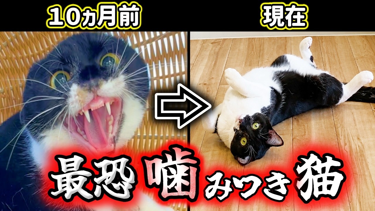The Scariest One Yet] The rescue cat I couldn't even touch is now