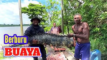 LIHAT Ekornya Sebesar ini 😲  Predator Sungai Amazon‼️ Buaya Papua Dimusnahkan