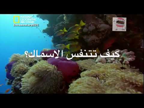 كيف تتنفس الأسماك