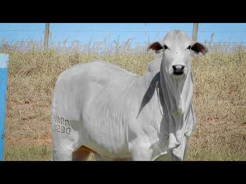 LOTE 16   MERCIA FIV MARA MOVEIS   MARA 3290 zap