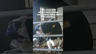 Have You Ever Heard A Cow Cry?