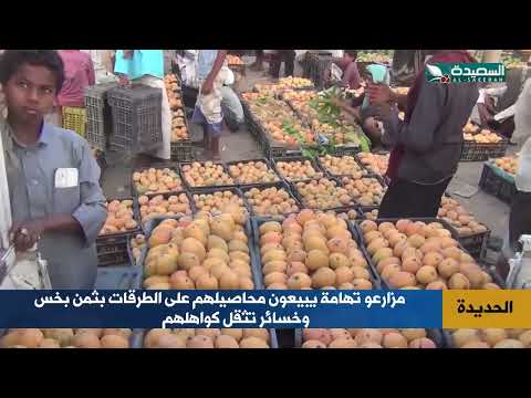 بثمن بخس... وخسائر ثقل كواهلهم... مزارعو تهامة يبيعون محاصيلهم على الطرقات