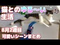 猫達の可愛い行動 1週間分【ダイジェスト】 #02