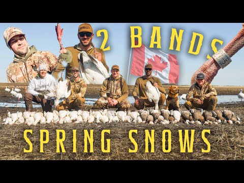 Hunting Spring Snow Geese in Canada. 2 Bands in one hunt!