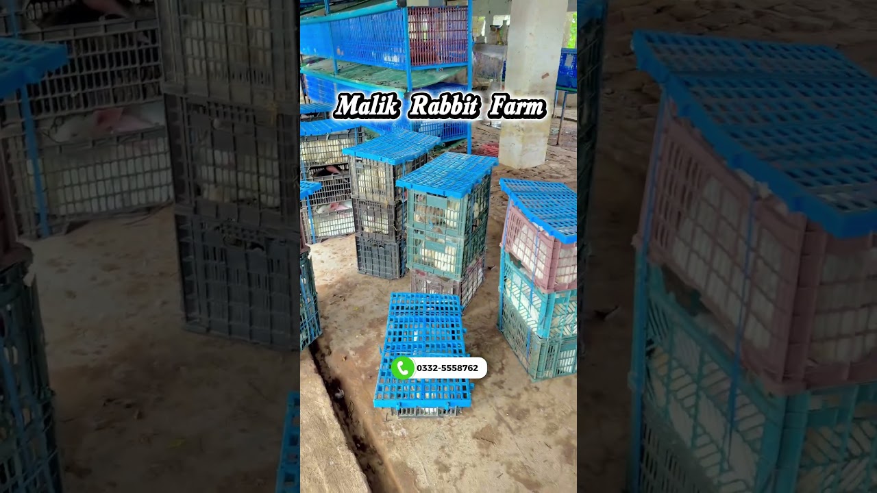 چکوال سے پشاور… آج پھر ایک مکمل shipment روانہ 🚚🐰