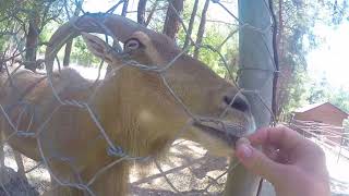 a day at the zoo woman feeding a goat with potatoes by TMA WORLD No views 1 month ago 17 seconds