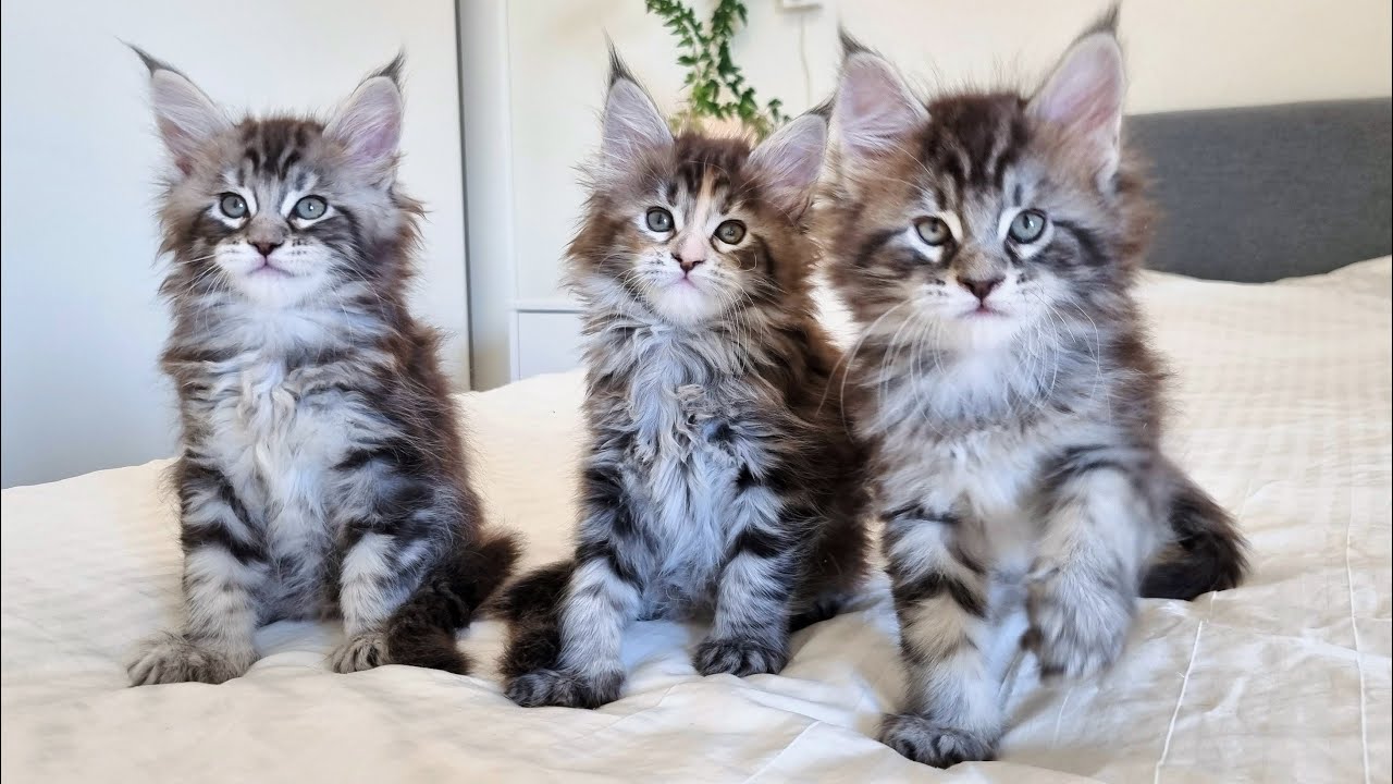 Groet Weggooien gordijn 6 Weeks Old Maine Coon Kittens Are Completely Wild And Crazy! - YouTube