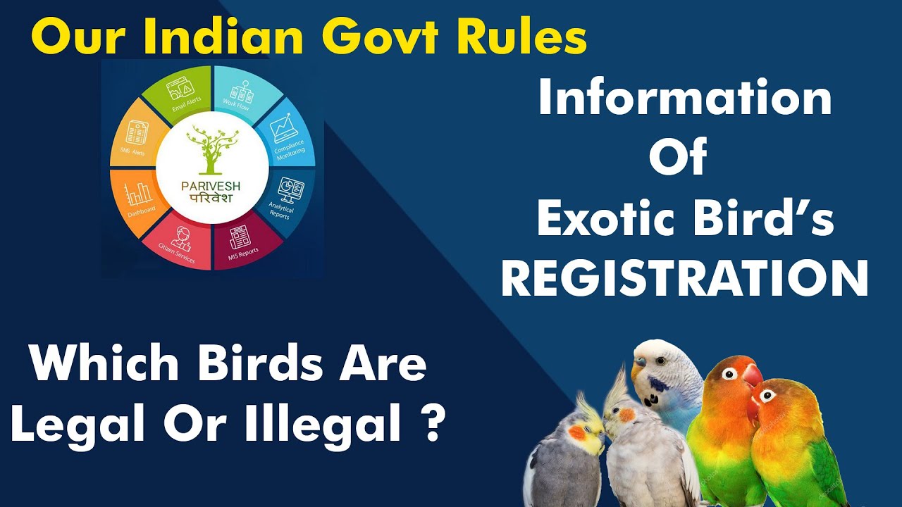 Which Birds Are Legal Or Illegal ? Exotic Birds Registration. Parivesh