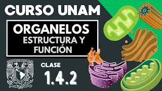 🌱 Cell Organelles: Structure and Function | PART 2 | UNAM Exam | Biology | The Cell