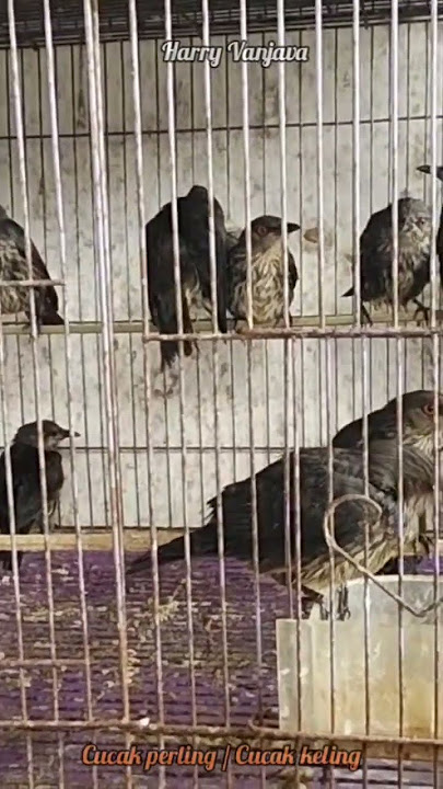 cara memilih burung cucak Keling/cucak perling bahan/ombyokan yang masih muda