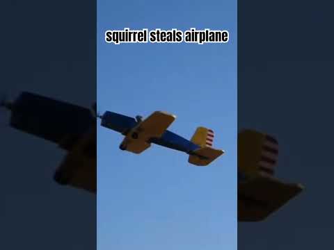 squirrel steals airplane