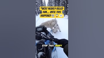 “Polar Bear Baby Rescue from Wolves 🐺❄️ | Emotional Reunion ❤️ #rescue #wildlife #polar”