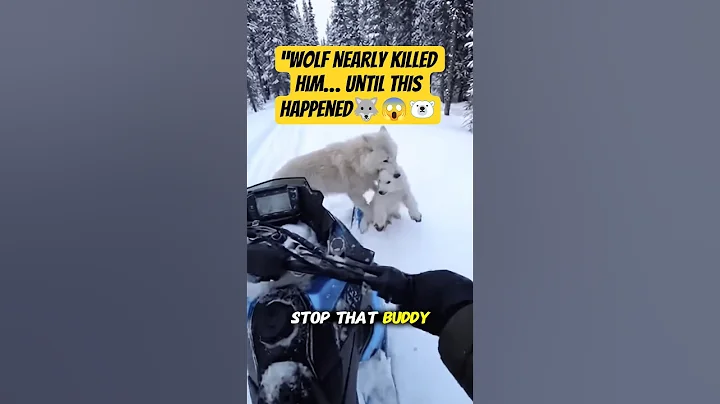 “Polar Bear Baby Rescue from Wolves 🐺❄️ | Emotional Reunion ❤️ #rescue #wildlife #polar”