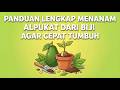 Panduan lengkap menanam alpukat dari biji agar cepat tumbuh
