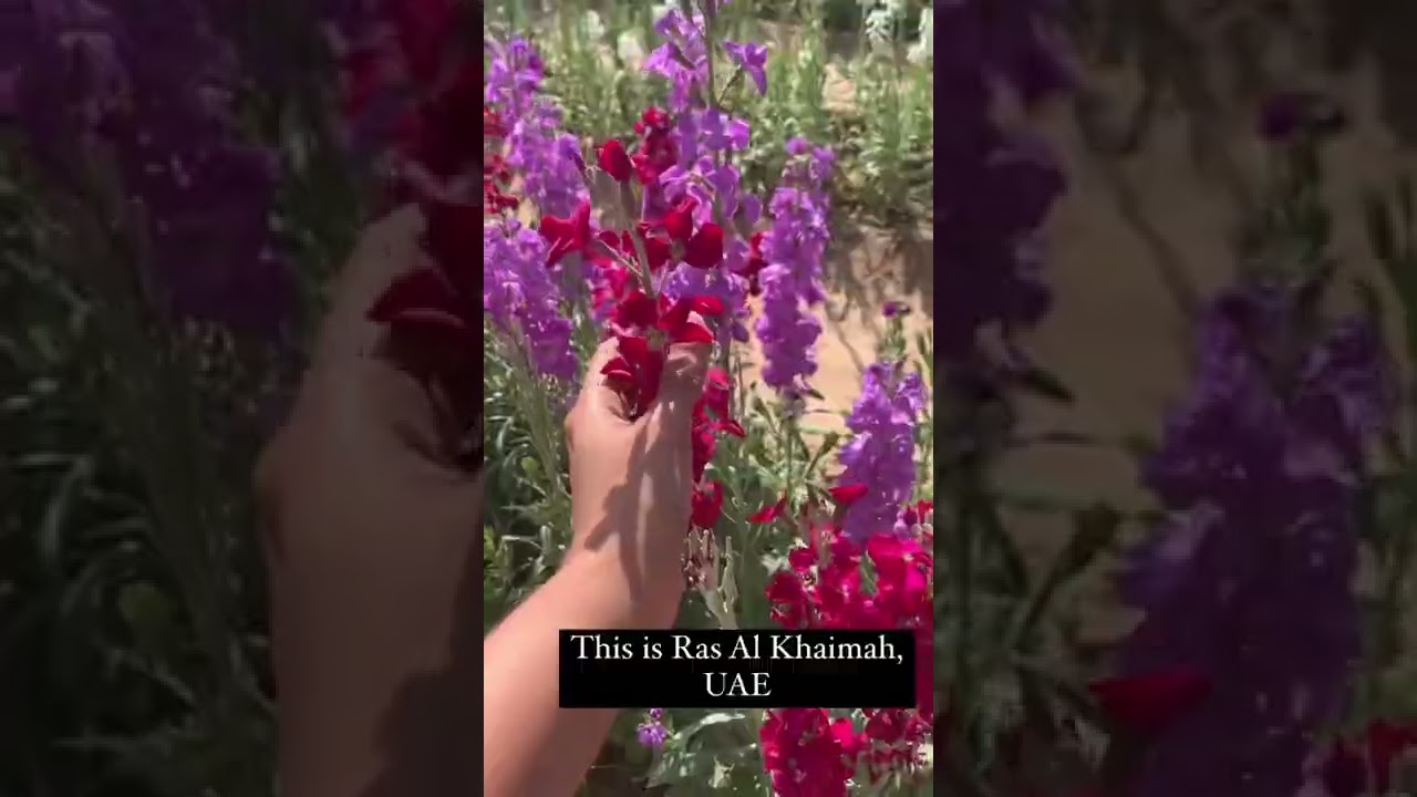 Glimpse of UAE flower farm located in Ras Al Khaimah 