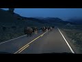 Bisons de nuit Yellowstone Mai 2019