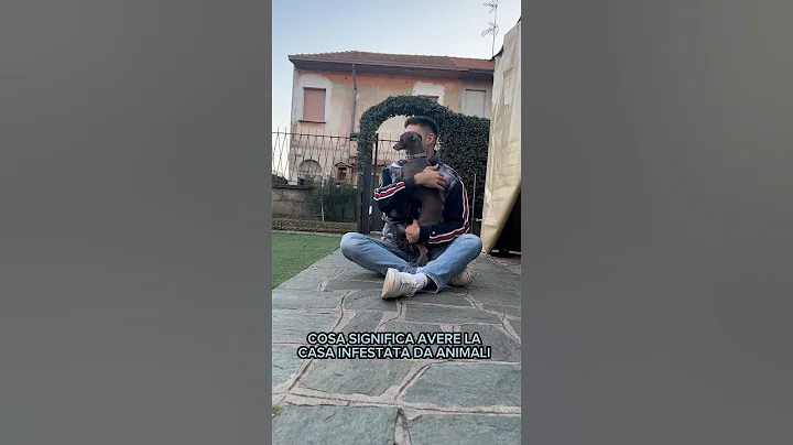 Watch the video about Quanti come me?🫶🏻 #sphynx #bengala #amstaff #piccololevrieroitaliano #bulldogfrancese #dog #dogsc