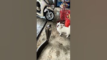 Chú Chó Dũng Cảm Xua Đuổi Rắn Độc Cứu Chủ Nhân! 🐶🐍#shorts