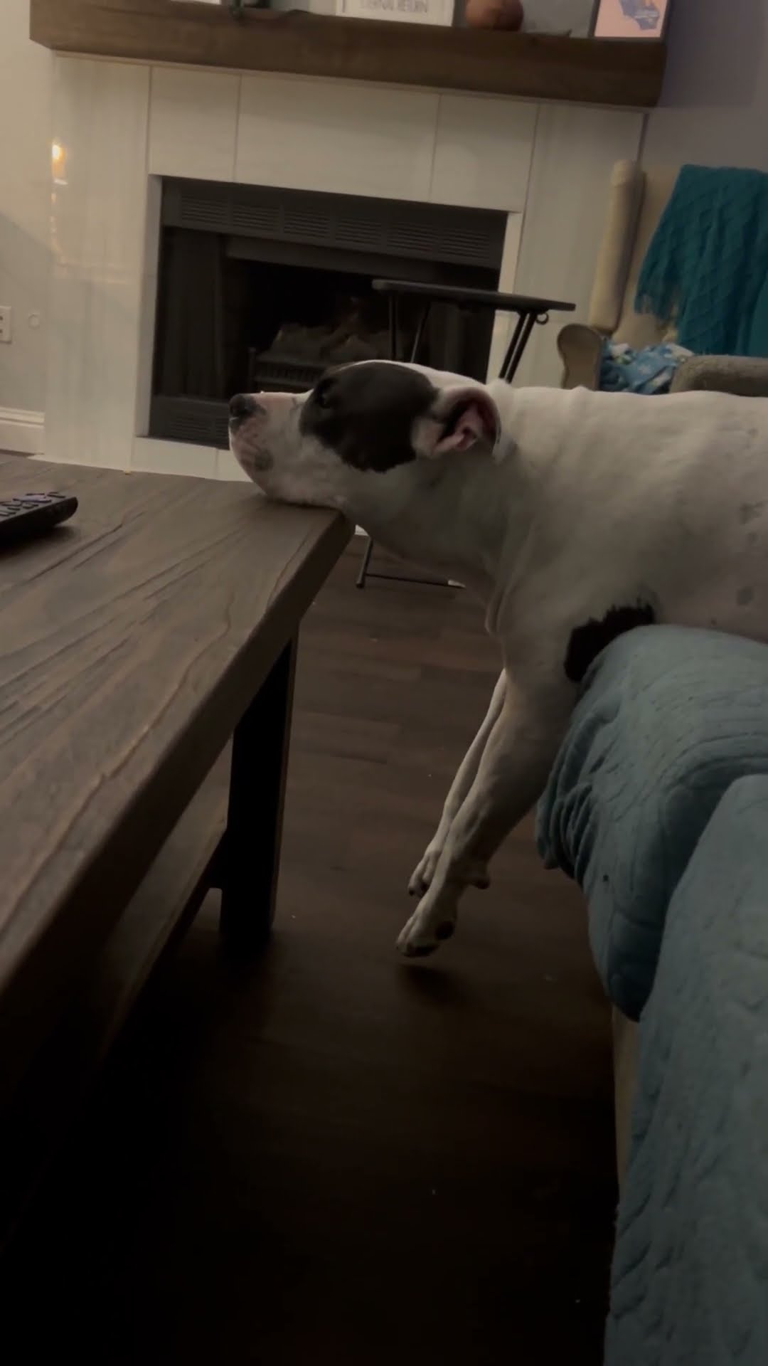 Pitbull Rests in an Odd Way || ViralHog