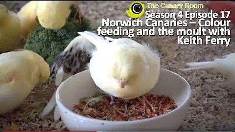 The Canary Room Season 4 Episode 17 - Managing the...