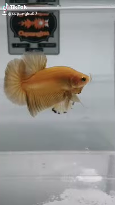 Ikan Cupang Yellow Banana