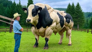 The $4.8 Million Extremely Rare Cow Breed You Never Knew Existed