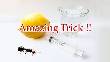 Catch A Queen Ant in Your House